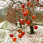 Äpfel im Januar...