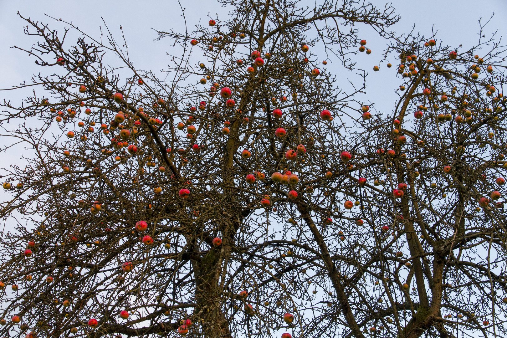 … Äpfel im Januar - oder der vergessene Apfelbaum …