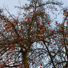 … Äpfel im Januar - oder der vergessene Apfelbaum …