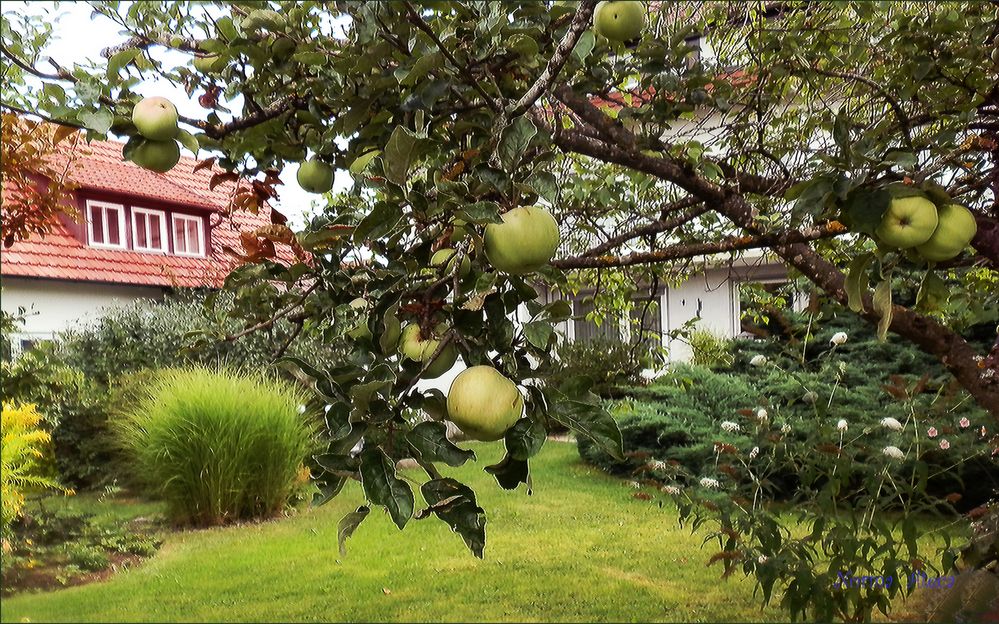 Äpfel im Nachbargarten 