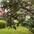 Äpfel im Nachbargarten 