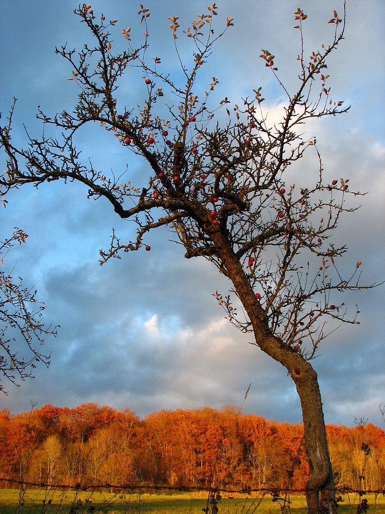 Äpfel im November