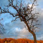 Äpfel im November