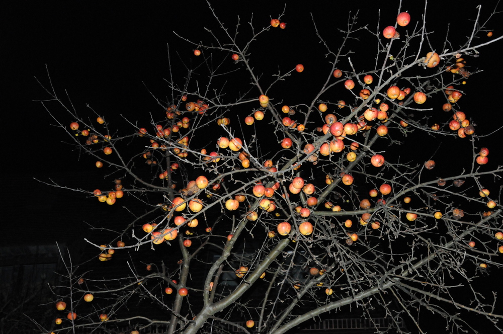 Äpfel im November