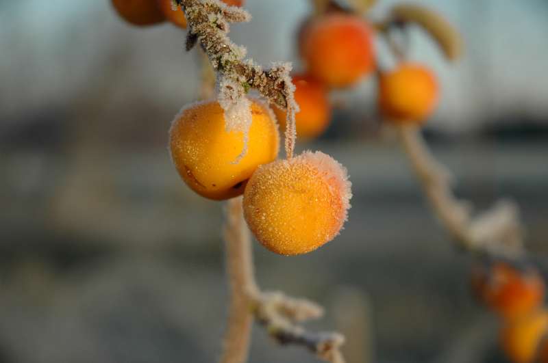 Äpfel im Reifmantel