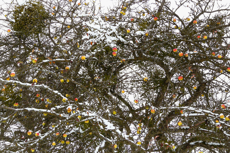 Äpfel im Schlafrock Foto &amp; Bild | pflanzen, pilze &amp; flechten, früchte ...