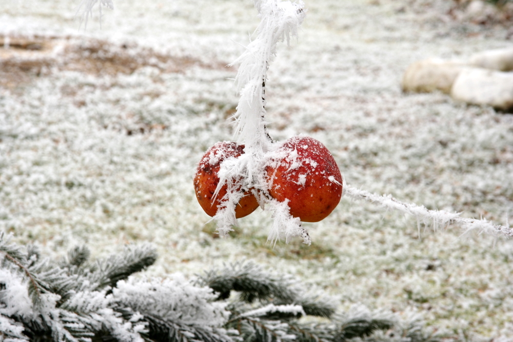 Äpfel im Schnee