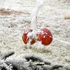 Äpfel im Schnee