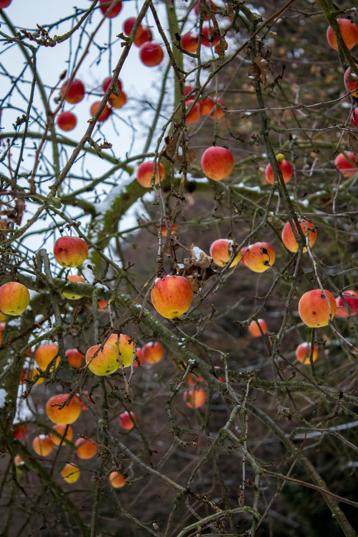 Äpfel im Schnee