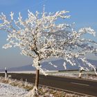 Äpfel im Schnee