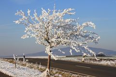 Äpfel im Schnee