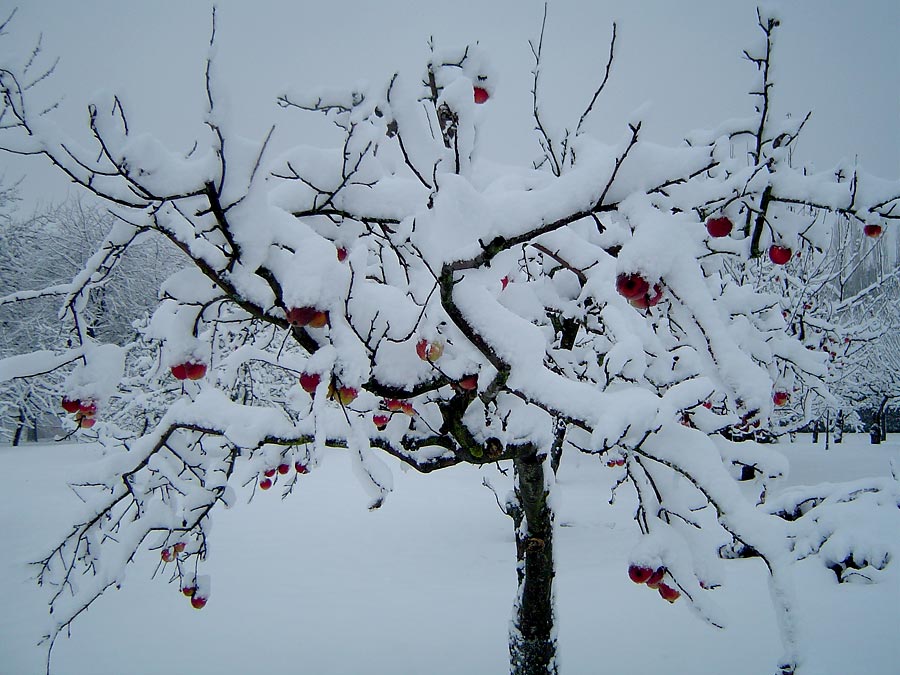 Äpfel im Schnee