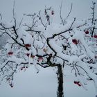 Äpfel im Schnee