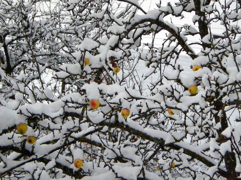 Äpfel im Schnee