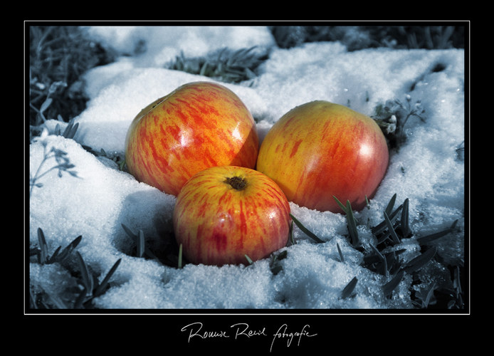 Äpfel im Schnee