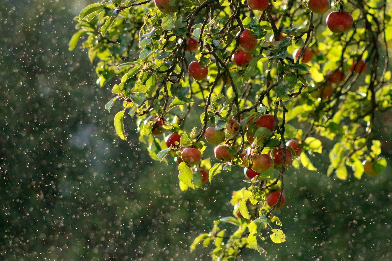 Äpfel im Sommerregen