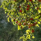 Äpfel im Sommerregen