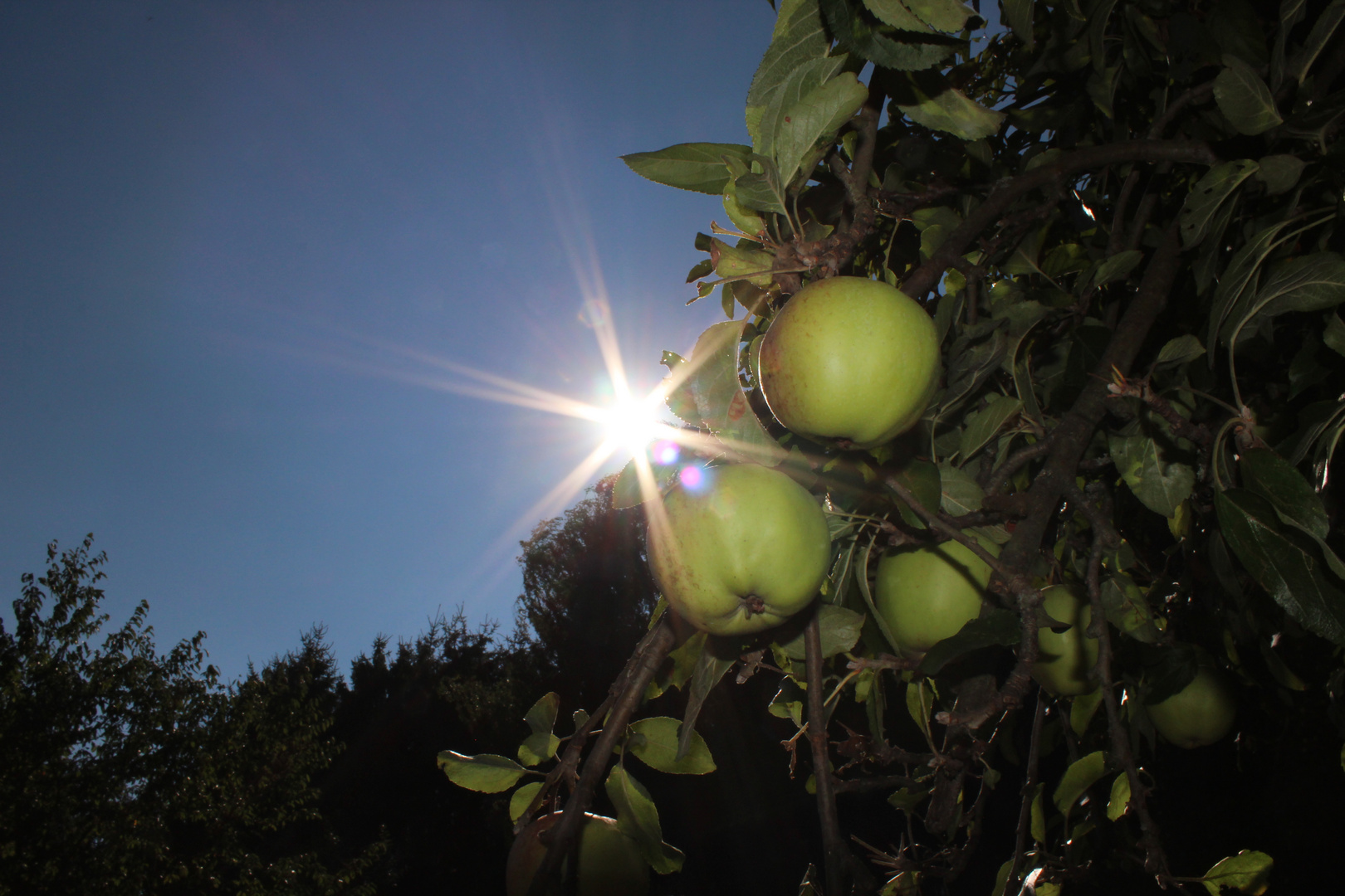 Äpfel im Sonnenschein