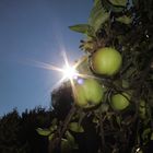 Äpfel im Sonnenschein