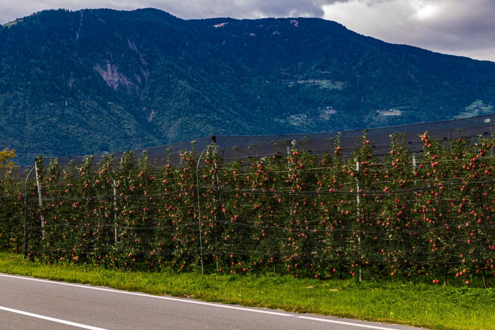 Äpfel im Vinschgau