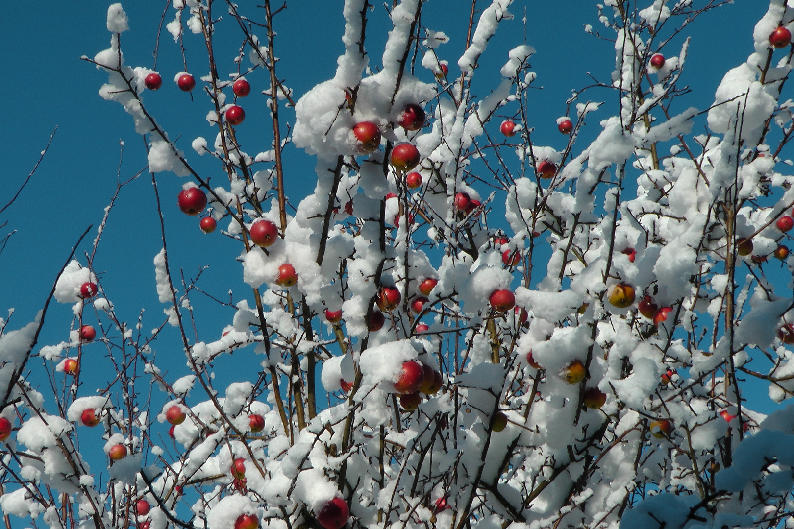 Äpfel im Winter