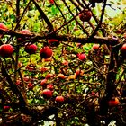 ...Äpfel in den Zweigen....