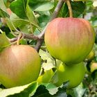   Äpfel in Nachbars Garten