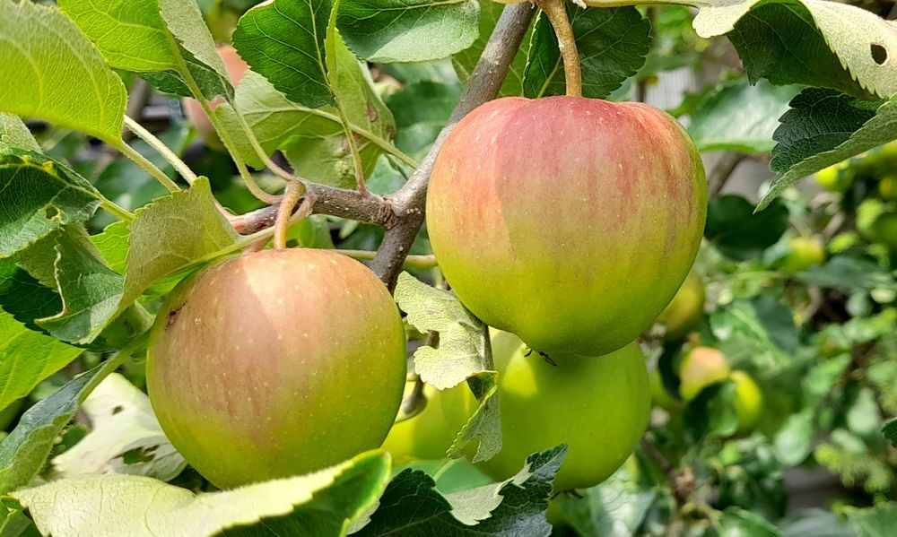   Äpfel in Nachbars Garten