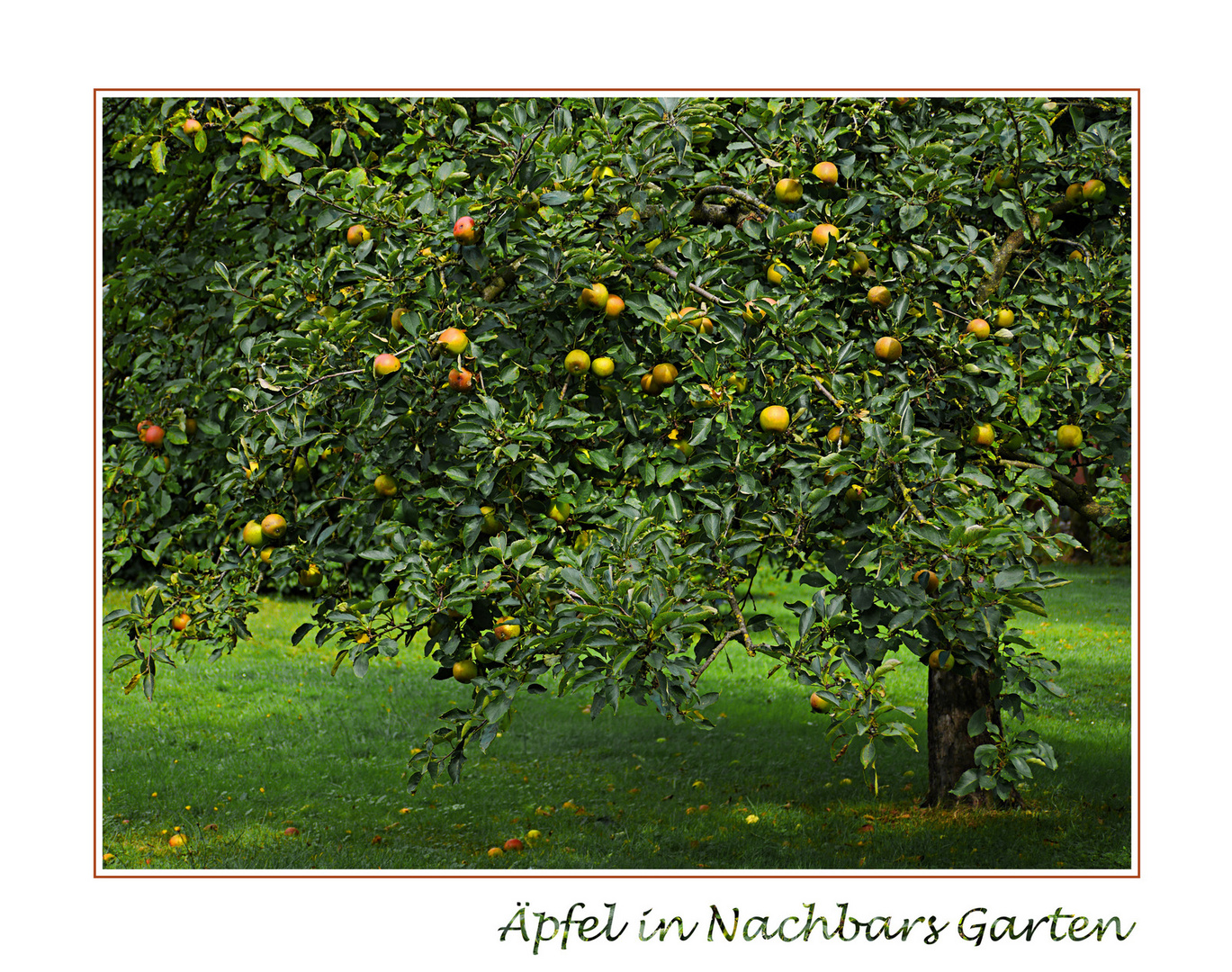 Äpfel in Nachbars Garten ...