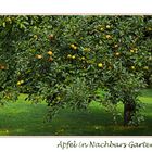 Äpfel in Nachbars Garten ...