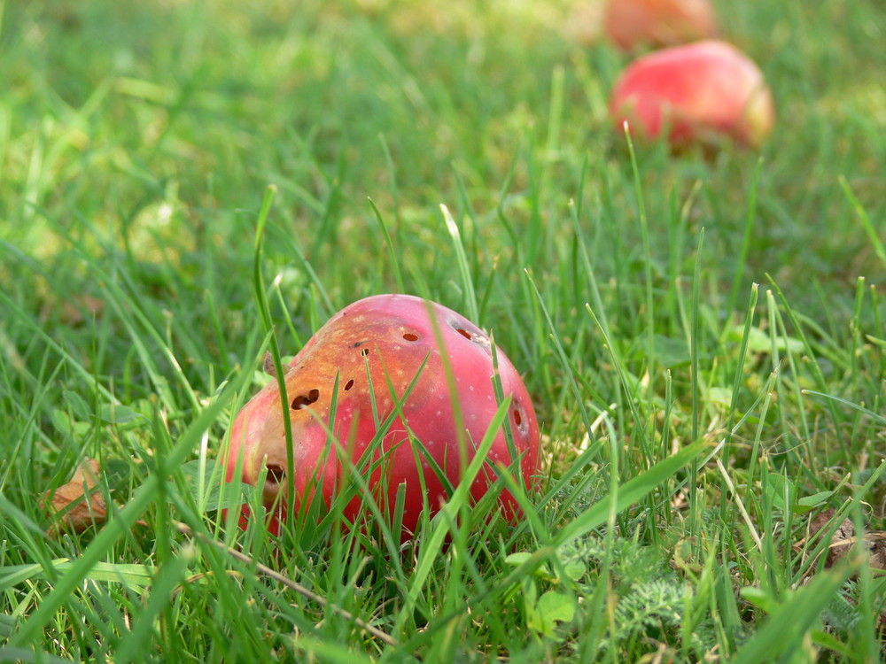 Äpfel in Wiese