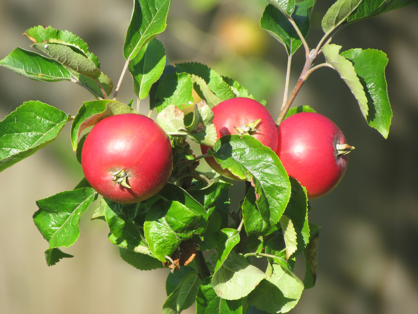 Äpfel, keine Tomaten