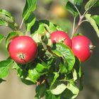 Äpfel, keine Tomaten