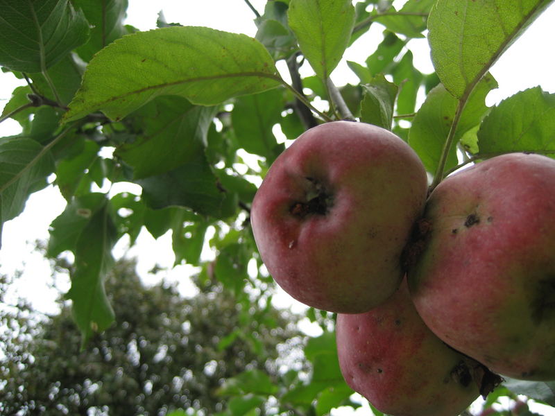 Äpfel mit "Besuch"