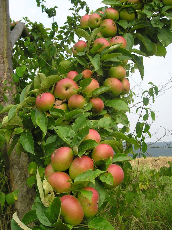 Äpfel mit einem bißchen Ast.....