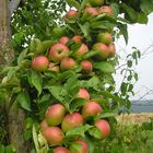 Äpfel mit einem bißchen Ast.....