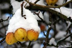 Äpfel mit Hut - nicht im Schlafrock