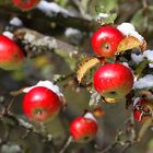 Äpfel mit Schneehäubchen