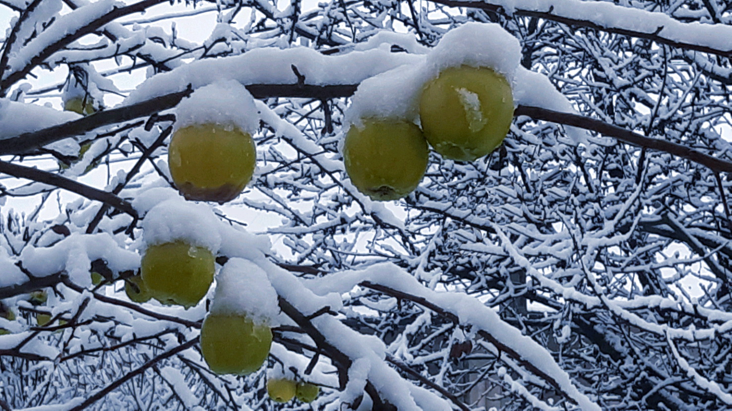 Äpfel mit Schneemütze