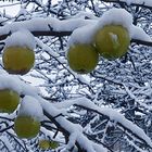 Äpfel mit Schneemütze