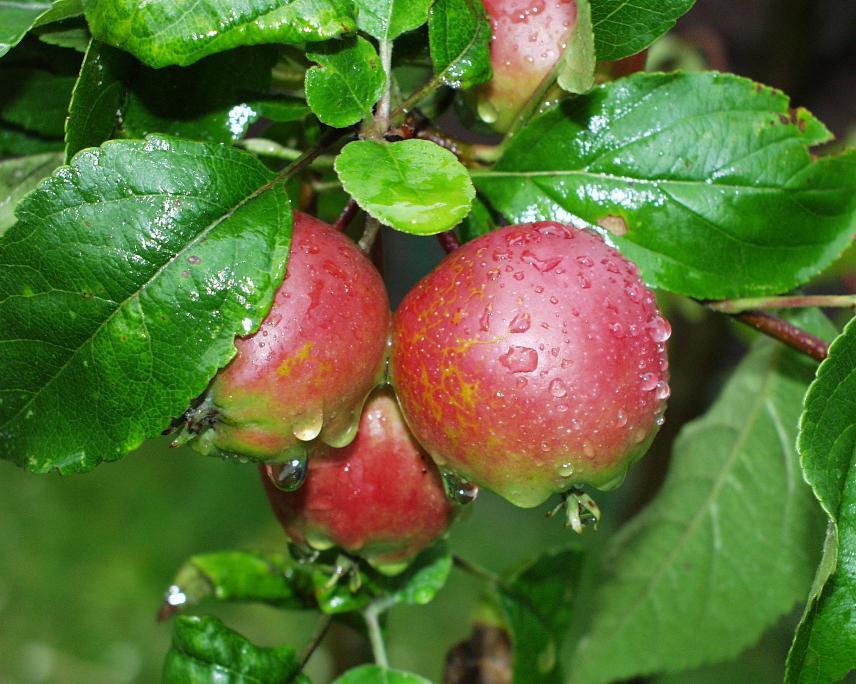 Äpfel nach Regen
