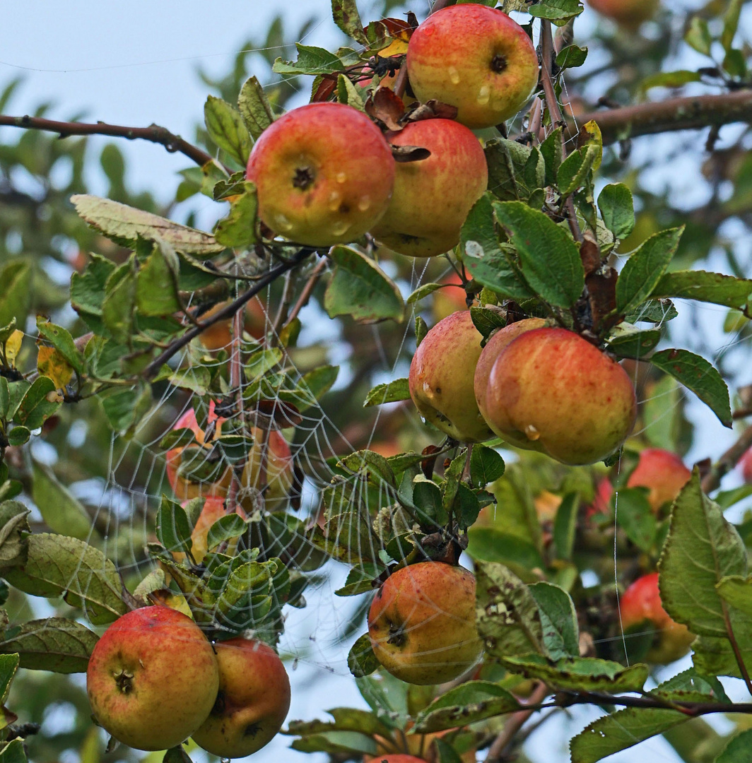 Äpfel (noch eine Variante)