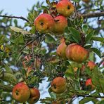 Äpfel (noch eine Variante)