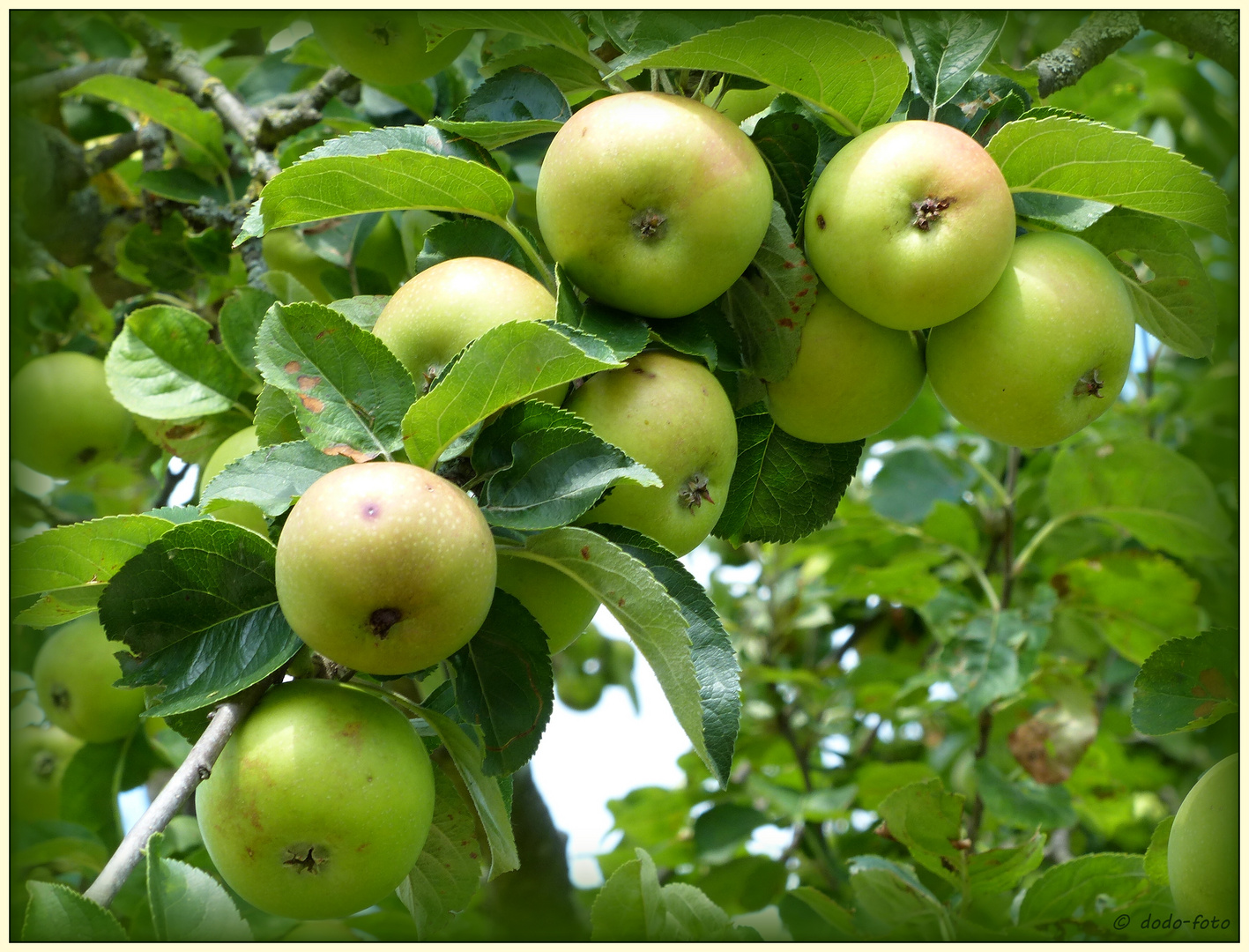 Äpfel - sind gesund