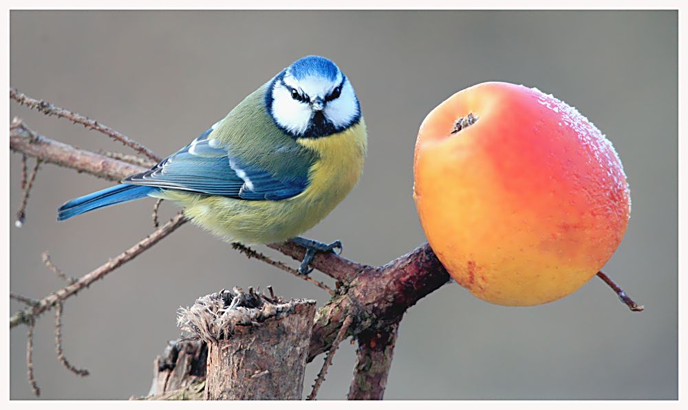 Äpfel sind gesund!