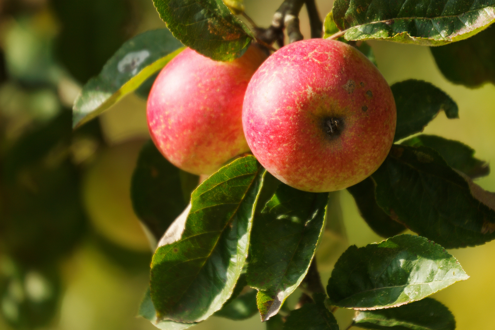 Äpfel sind gesund