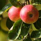 Äpfel sind gesund