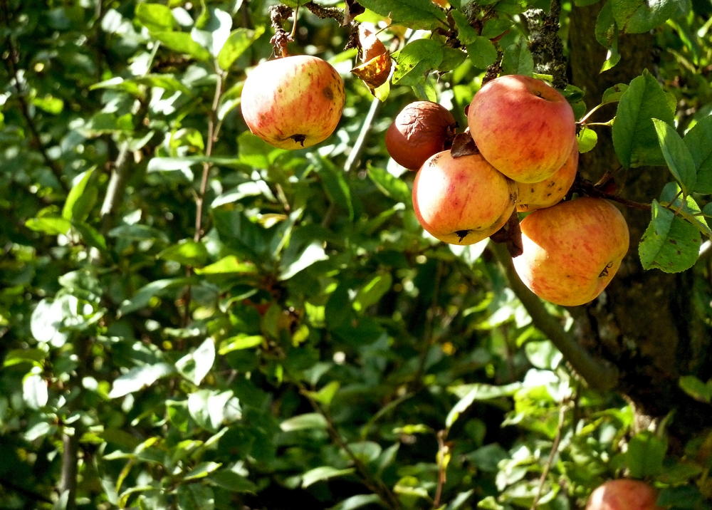 Äpfel suchen Abnehmer