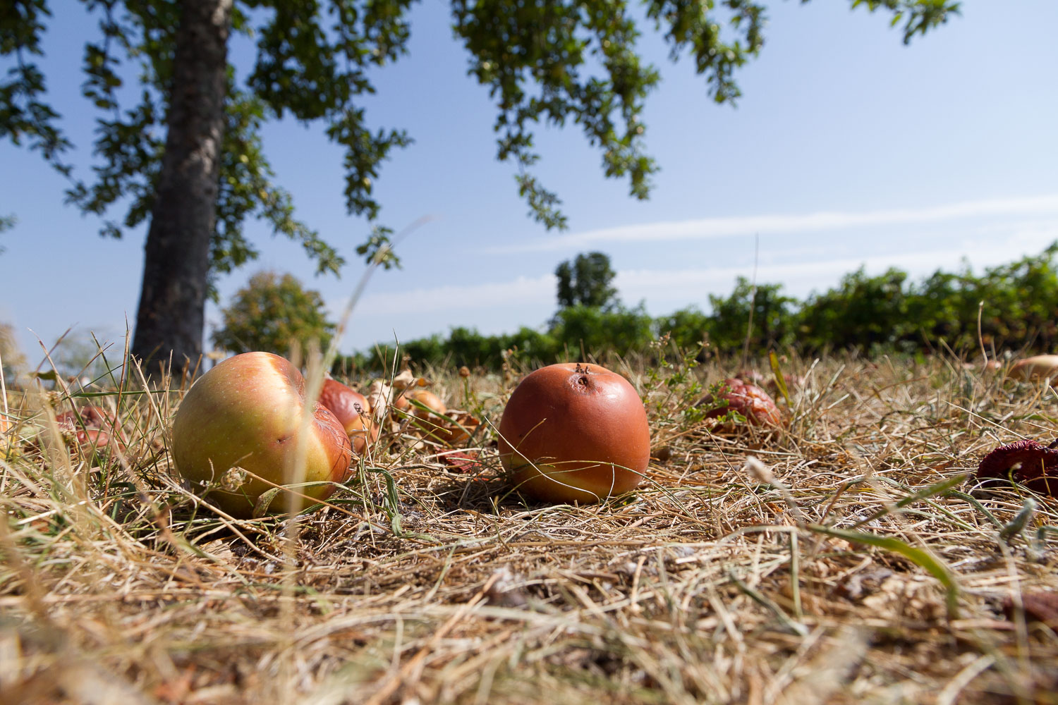 Äpfel, südliche Weinstraße