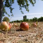 Äpfel, südliche Weinstraße